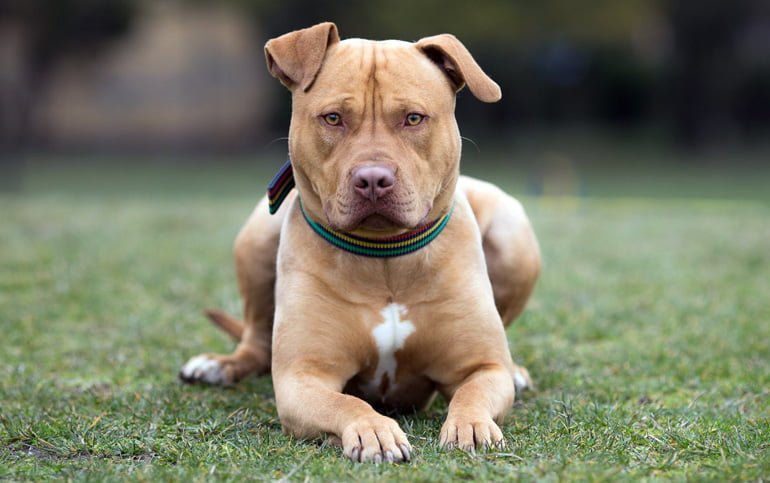 Feroz ataque de un pitbull a una bebé: le perforó el pulmón
