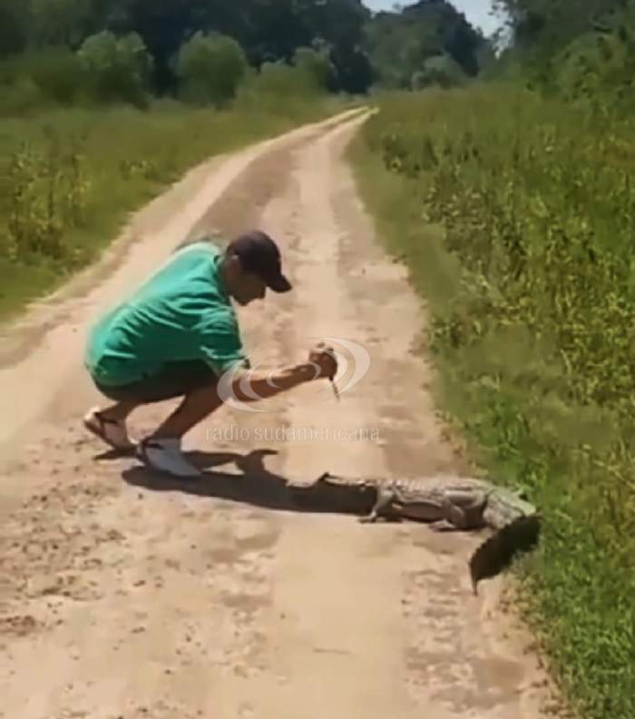 Video: apuñaló a un pequeño yacaré en la cabeza y el animal lo atacó