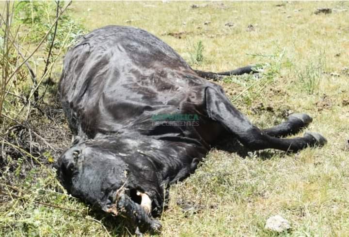 El misterio de las vacas mutiladas pone en alerta a la tercera sección de Esquina