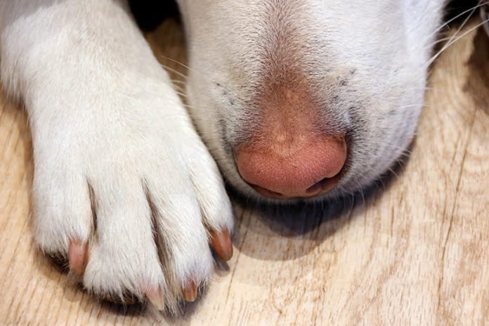 Fue condenado el hombre que colgó a su perro hasta matarlo