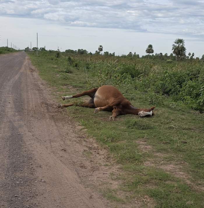 Preocupación por la aparición de animales muertos en la ruta