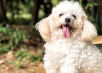 Un caniche toy evitó que dos ladrones robaran en su casa