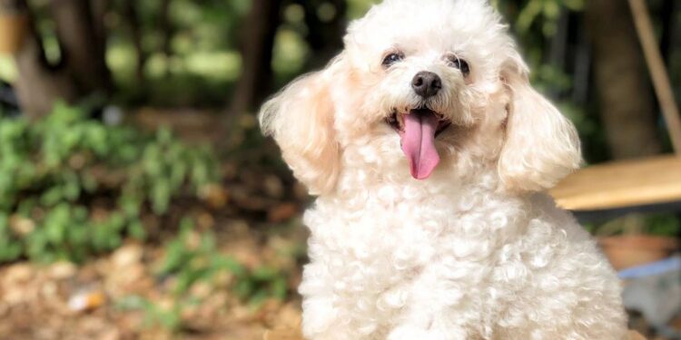 Un caniche toy evitó que dos ladrones robaran en su casa