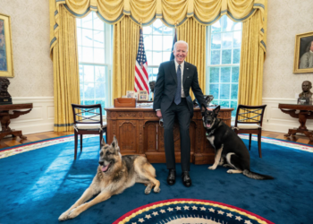 El perro de Biden volvió a morder a una persona en la Casa Blanca