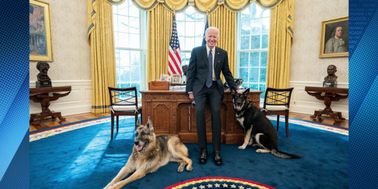 El perro de Biden volvió a morder a una persona en la Casa Blanca