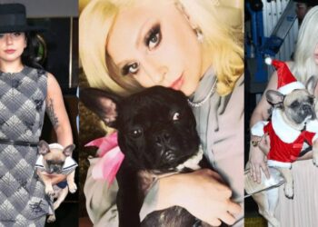 Lady Gaga ofrece medio millón de dólares por sus perros robados