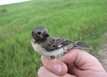 Por qué un pájaro de los Esteros del Iberá despertó la atención de la ciencia mundial