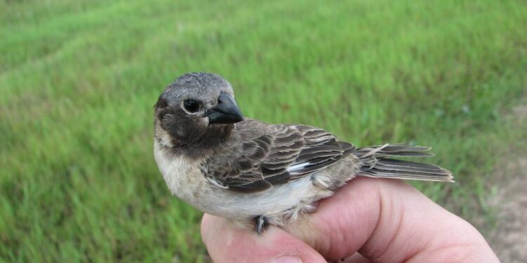 Por qué un pájaro de los Esteros del Iberá despertó la atención de la ciencia mundial