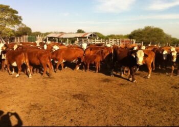 Investigan una supuesta estafa con 2000 vacas en Corrientes
