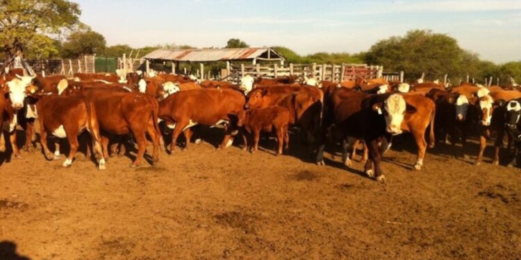 Investigan una supuesta estafa con 2000 vacas en Corrientes