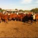 Investigan una supuesta estafa con 2000 vacas en Corrientes