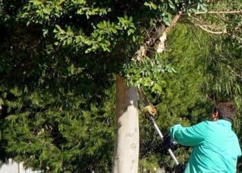 Tragedia en Corrientes: podaba el árbol de su suegro, cayó y murió