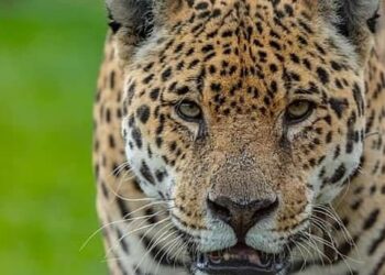 Murió el yaguareté Nahuel, pionero en el plan de reintroducción de su especie en el Iberá