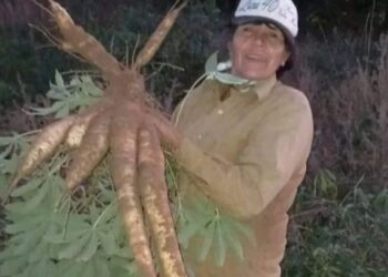 Corrientes: Una mujer cosechó una mandioca de más de un metro