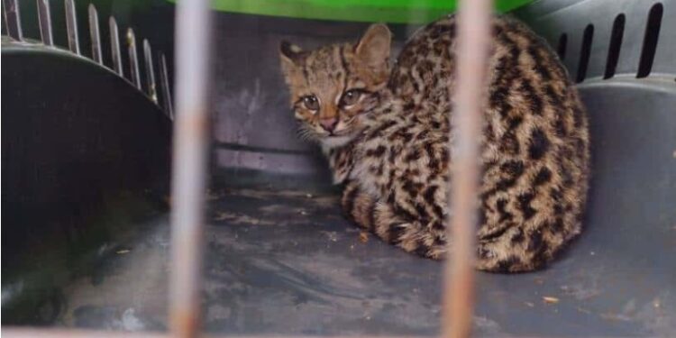 Misiones: rescatan a un felino silvestre de una vivienda