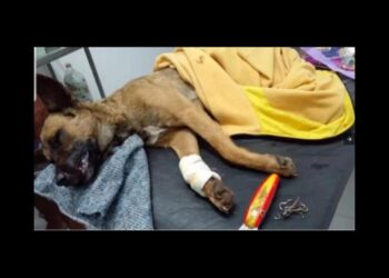 Corrientes: una enfermera le salvó la vida a un perro herido por anzuelos
