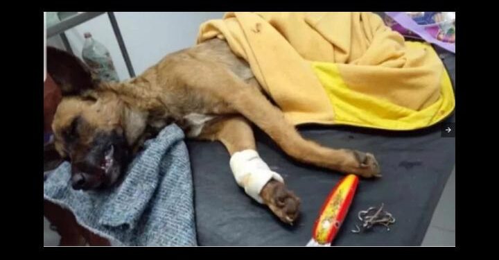 Corrientes: una enfermera le salvó la vida a un perro herido por anzuelos