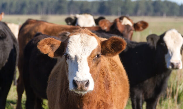 Supuesto abigeato: recuperaron 23 animales y hay un detenido