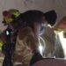 VIDEO: rescataron vivo a un niño en el derrumbe de Miami