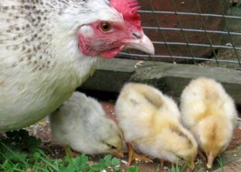 Matan 700 gallinas a palazos: la policía culpa a dos nenes