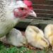 Matan 700 gallinas a palazos: la policía culpa a dos nenes