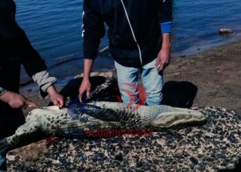 Indignante: asesinaron a un yacaré en una playa de Corrientes