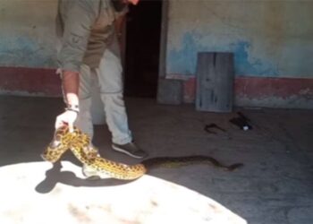 Heredaron una casa de su abuela y encontraron dos anacondas