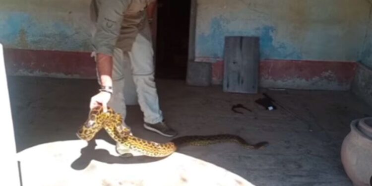 Heredaron una casa de su abuela y encontraron dos anacondas