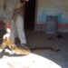 Heredaron una casa de su abuela y encontraron dos anacondas