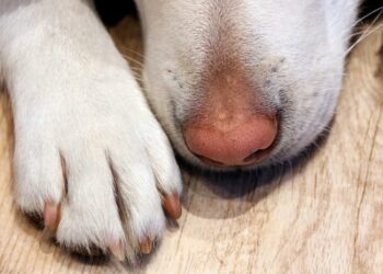 Fue condenado el hombre que colgó a su perro hasta matarlo