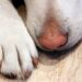 Fue condenado el hombre que colgó a su perro hasta matarlo