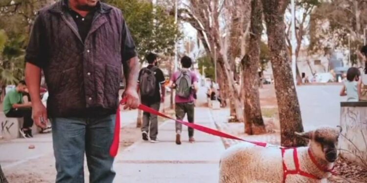 La historia de Bebo, la oveja viral y más famosa de Corrientes