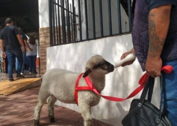 Votó Bebo, el cordero viral más famoso de Corrientes