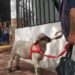 Votó Bebo, el cordero viral más famoso de Corrientes