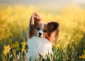 Cuáles son las 10 razas de perro más inteligentes del mundo