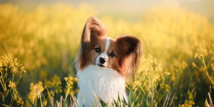 Cuáles son las 10 razas de perro más inteligentes del mundo