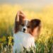 Cuáles son las 10 razas de perro más inteligentes del mundo