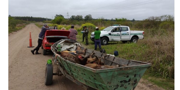 Entre Ríos: Trasladaban ilegalmente nueve animales autóctonos faenados