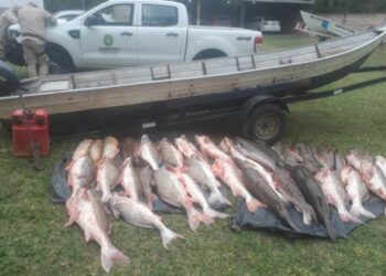 Prefectura decomisó una carga millonaria de pescado en Corrientes