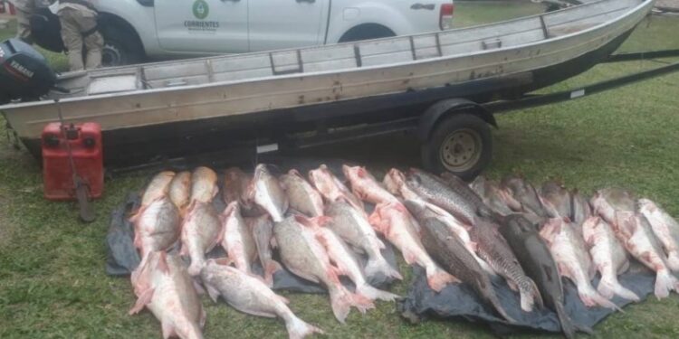 Prefectura decomisó una carga millonaria de pescado en Corrientes
