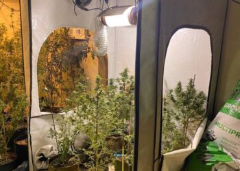 Buscaban pistas por femicidio y hallaron invernadero de marihuana en Corrientes