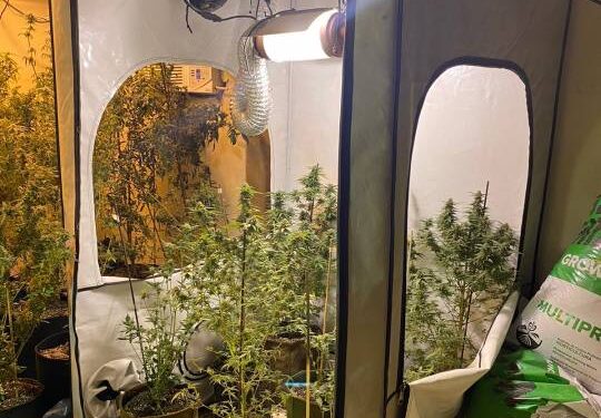 Buscaban pistas por femicidio y hallaron invernadero de marihuana en Corrientes