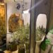 Buscaban pistas por femicidio y hallaron invernadero de marihuana en Corrientes