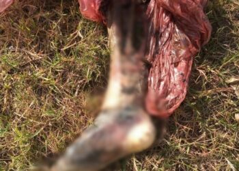 Bella Vista: encontraron una pierna humana en la calle