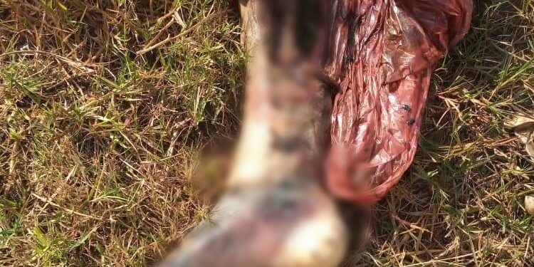 Bella Vista: encontraron una pierna humana en la calle