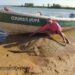 Esquina: pescaron una monstruosa raya y la devolvieron al río