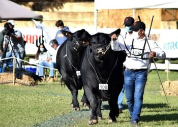 Corrientes se prepara para la Exposición Nacional de Razas bovinas y equinas