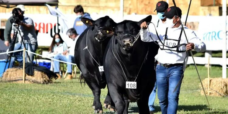 Corrientes se prepara para la Exposición Nacional de Razas bovinas y equinas
