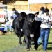 Corrientes se prepara para la Exposición Nacional de Razas bovinas y equinas