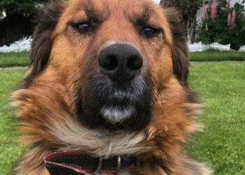 Chile: Asumió el “primer perro de la Nación” y causa furor en las redes